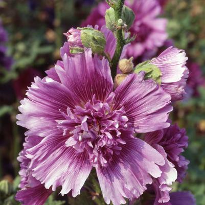 Alcea rosea Queeny Purple (Hollyhock)
