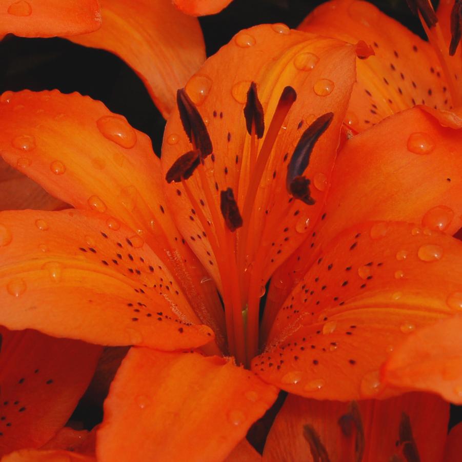 Lilium 'Orange Matrix' - Asiatic Lily from Hoffie Nursery
