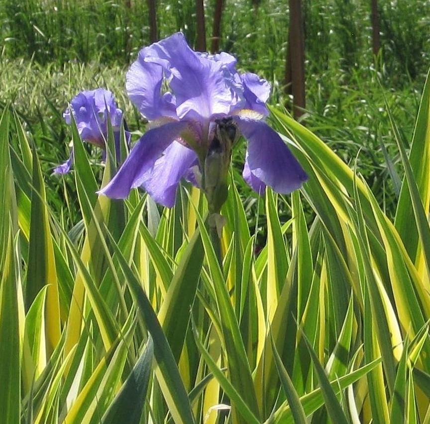 Iris pallida 'Aureo Variegata' - Variegated Iris from Hoffie Nursery