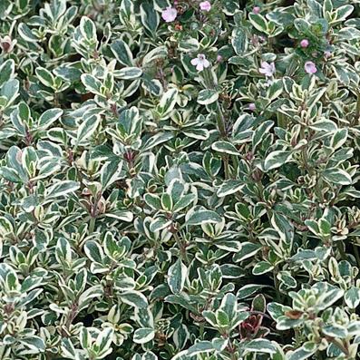 Thymus vulgaris 'Argenteus' - Silver Edge Thyme from Hoffie Nursery