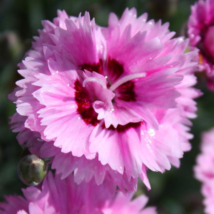 Dianthus 'Pop Star' - Cheddar Pinks from Hoffie Nursery