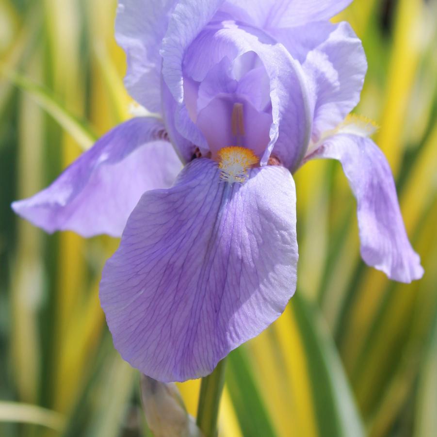 Iris pallida 'Aureo Variegata' - Variegated Iris from Hoffie Nursery