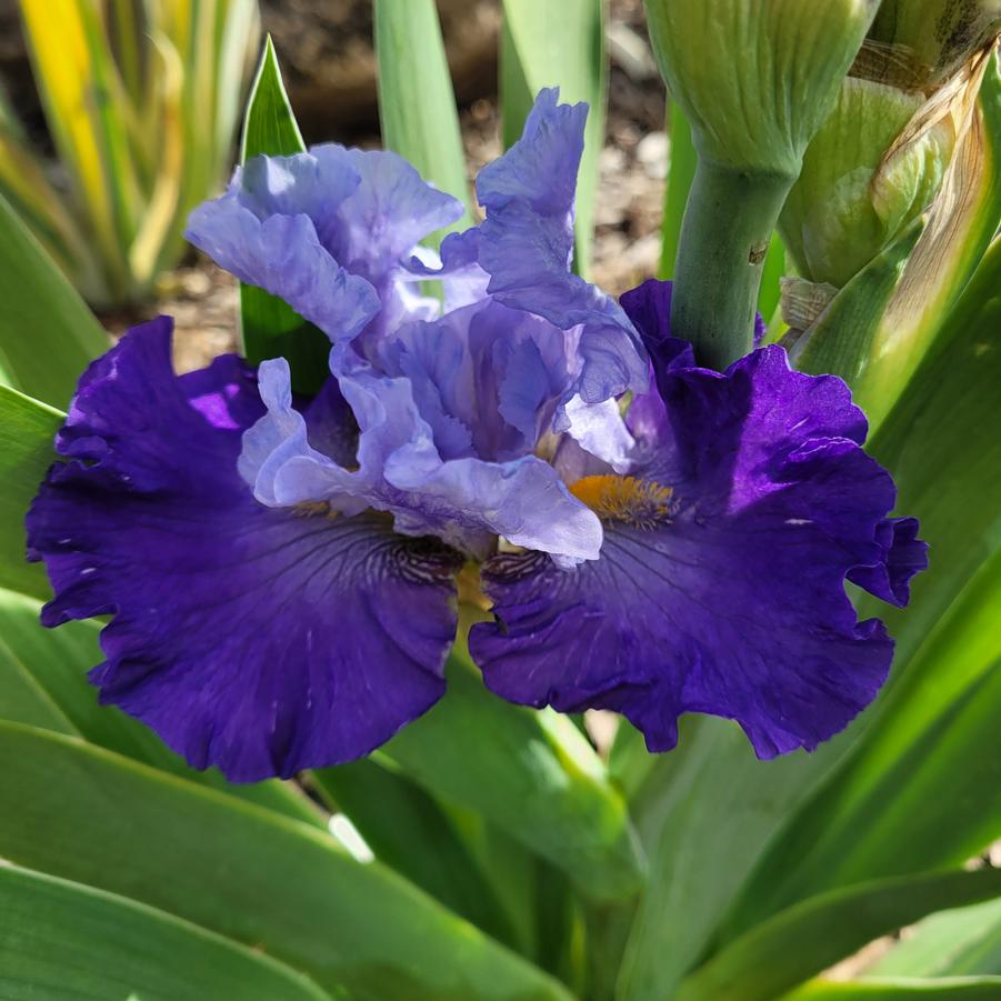 Iris germanica 'Cubs Win It' - Bearded Iris from Hoffie Nursery