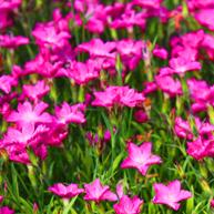 Dianthus Kahori® BEAUTIES - Cottage Pink from Hoffie Nursery