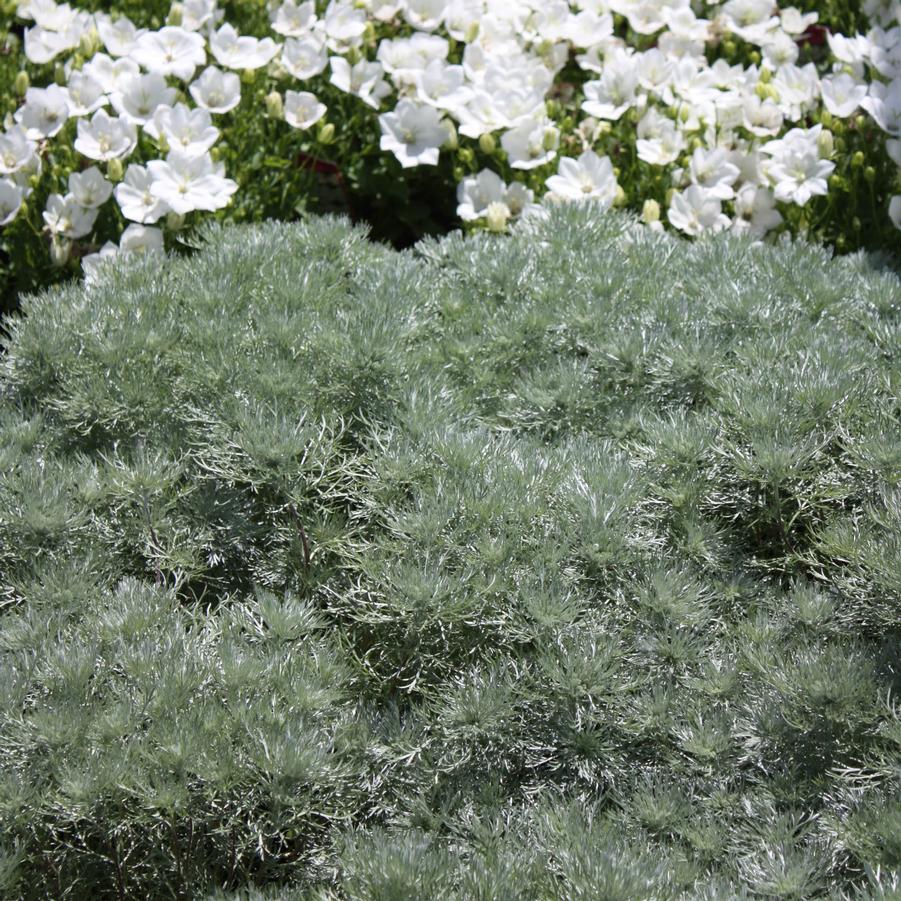 Artemisia schmidtiana 'Nana' - Silver Mound from Hoffie Nursery