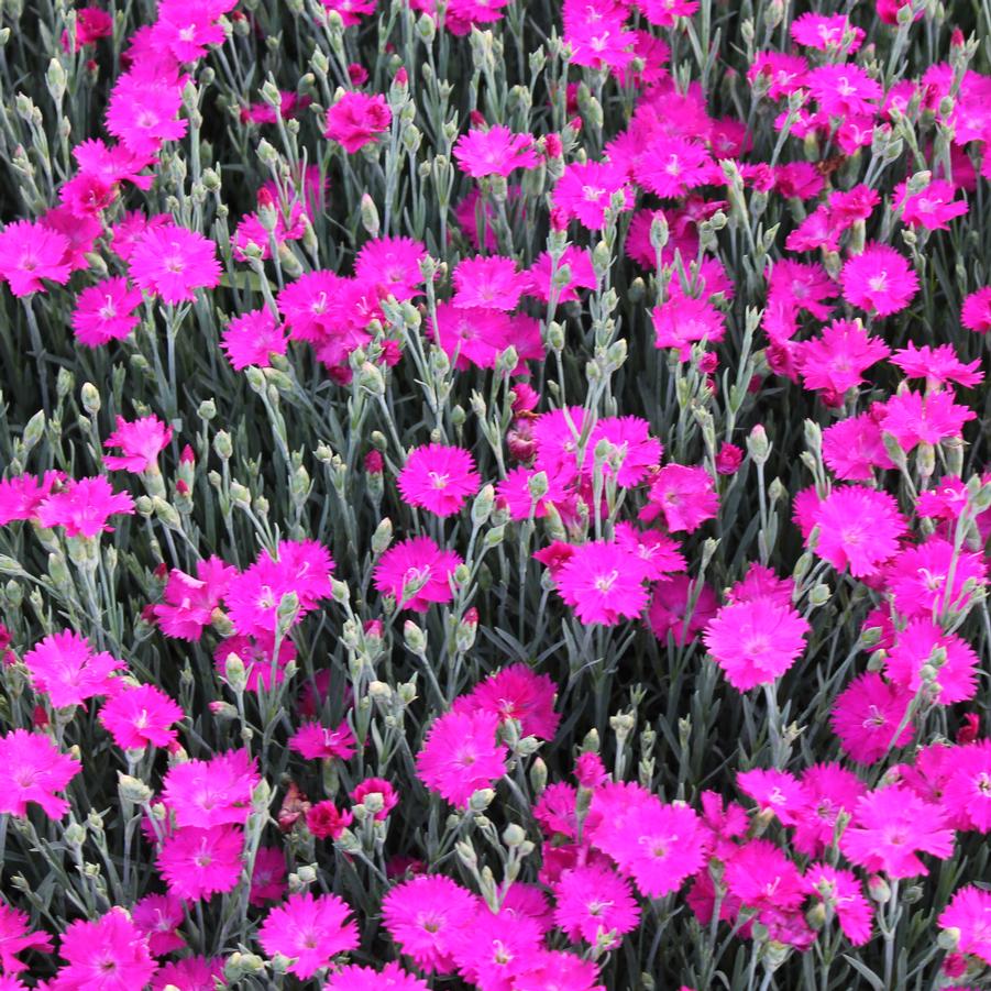 Dianthus 'Neon Star' - Alpine Pinks from Hoffie Nursery