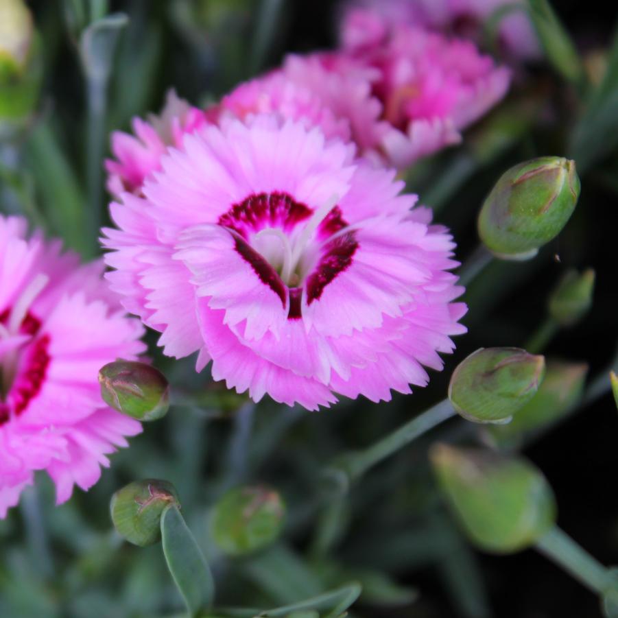 Dianthus 'Pop Star' - Cheddar Pinks from Hoffie Nursery