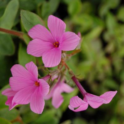 Campanula glomerta 'Freya'