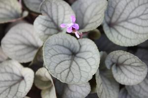Viola walteri Silver Gem (Prostrate Blue Violet)
