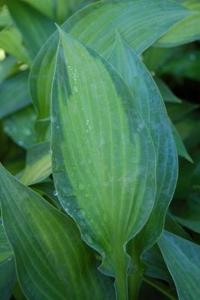 Phlox paniculata 'Lizzy'