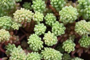Sorgastrum nutans
