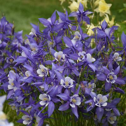 Aquilegia caerulea Deep Blue & White (Columbine)