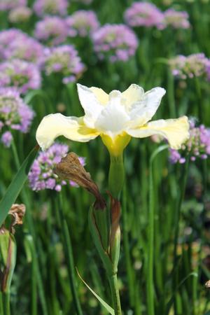 Iris sibirica 'Butter & Sugar' - Siberian Iris from Hoffie Nursery