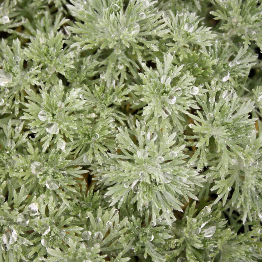 Artemisia schmidtiana 'Nana' - Silver Mound from Hoffie Nursery