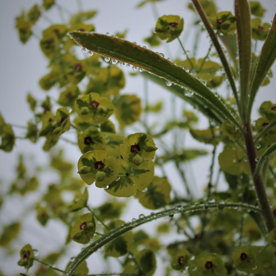 Euphorbia martinii 'Ascot Rainbow' - Rainbow Spurge from Hoffie Nursery