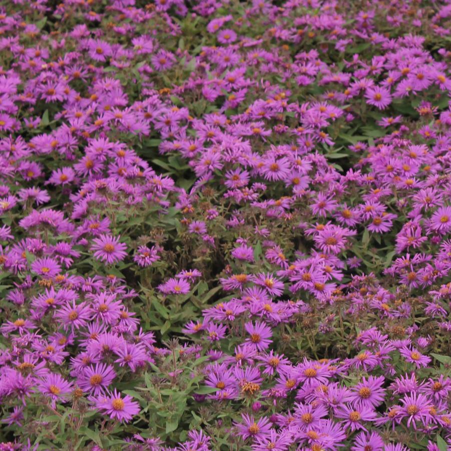 Aster novae-angliae 'Purple Dome' - New England Aster from Hoffie Nursery