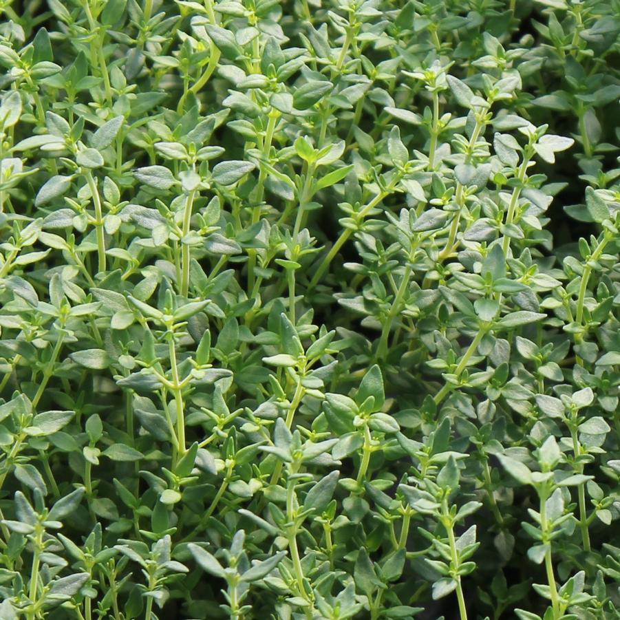 Thymus vulgaris - Thyme, English from Hoffie Nursery