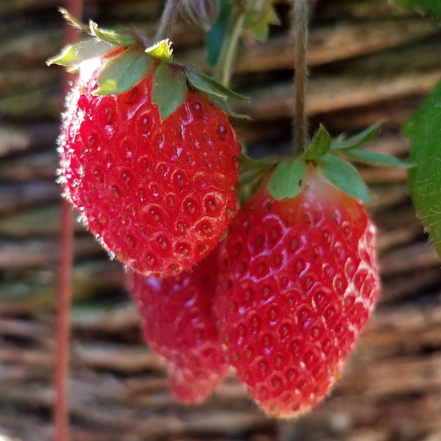 Strawberry 'Ozark Beauty' - Everbearing Strawberry from Hoffie Nursery