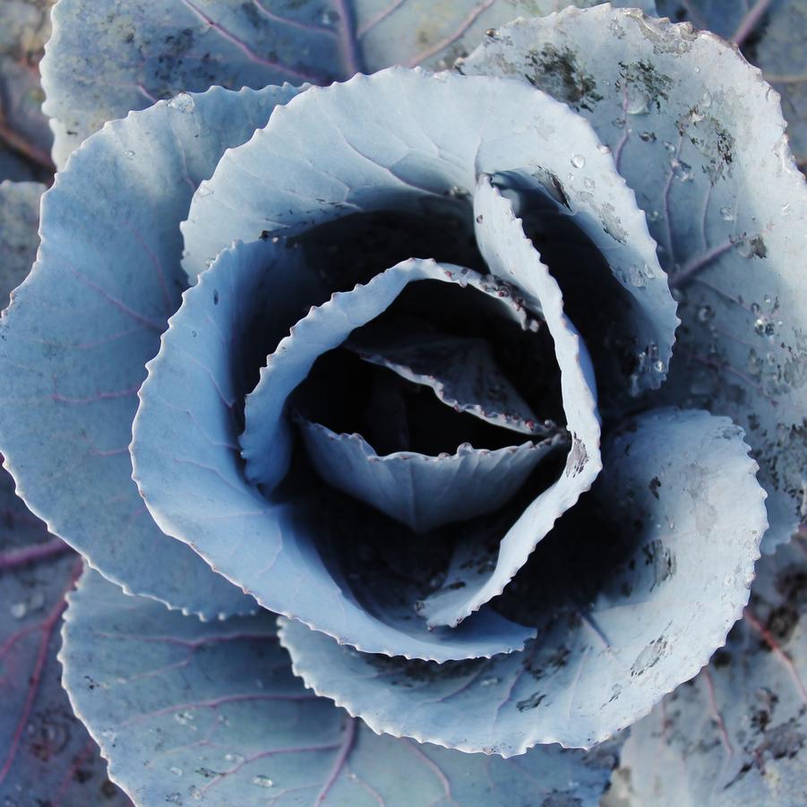 Cabbage 'Ruby Perfection' - Ornamental Cabbage from Hoffie Nursery