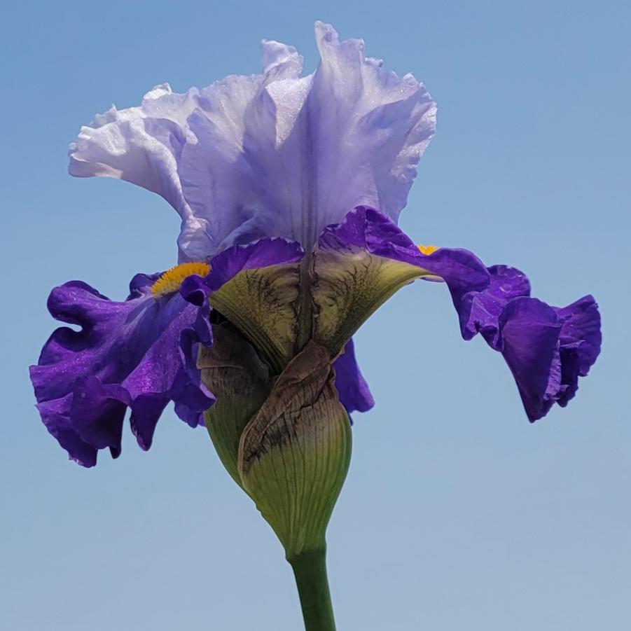 Iris germanica 'Cubs Win It' - Bearded Iris from Hoffie Nursery