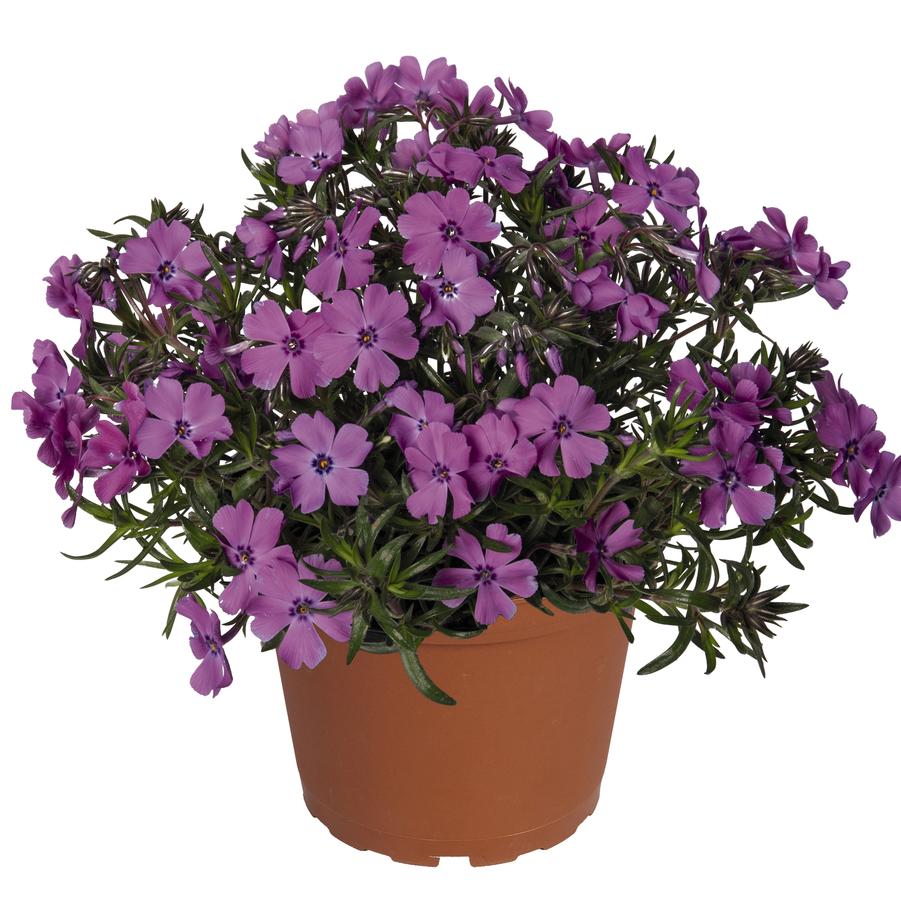 Phlox subulata Spring™ Purple Spring™ - Moss Phlox from Hoffie Nursery