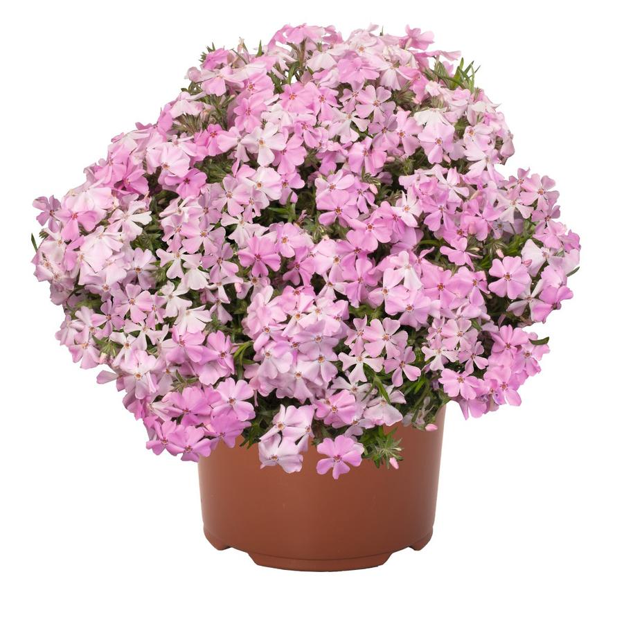 Phlox subulata Spring™ Soft Pink Spring™ - Moss Phlox from Hoffie Nursery