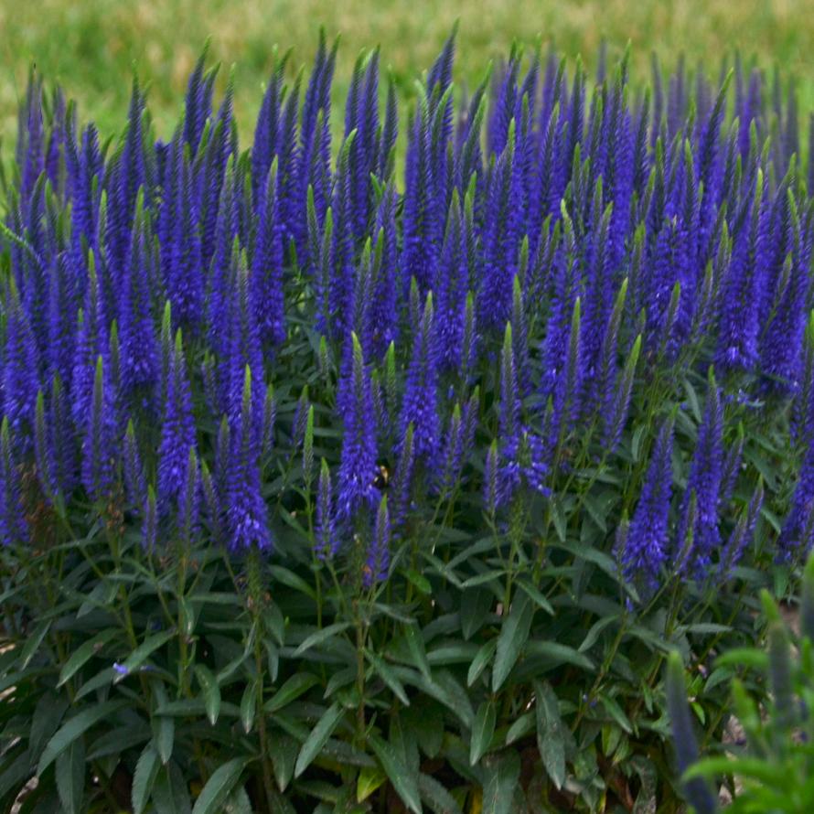 Veronica MAGIC SHOW® 'Ever After' MAGIC SHOW® - Spike Speedwell from Hoffie Nursery