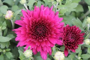 Chrysanthemum Patty™ Purple