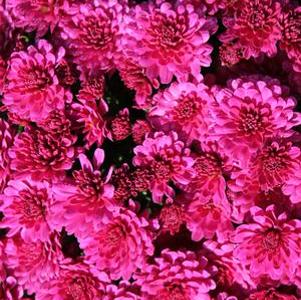 Chrysanthemum Danielle Purple