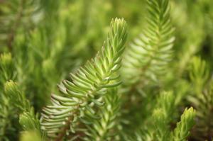 Sedum reflexum Green Spruce