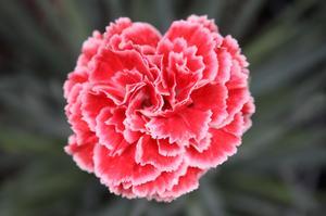 Dianthus Scent First® Coral Reef