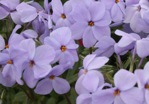 Phlox stolonifera
