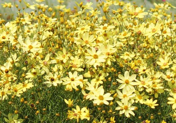 Coreopsis 'Moonbeam'