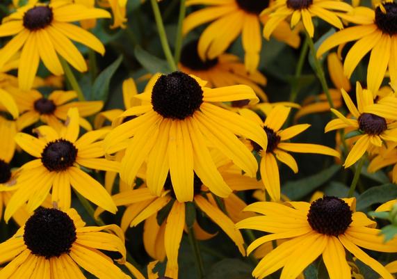 Rudbeckia 'Goldsturm'