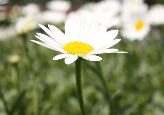 Leucanthemum 'Becky'