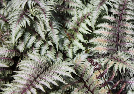 Athyrium 'Pictum'