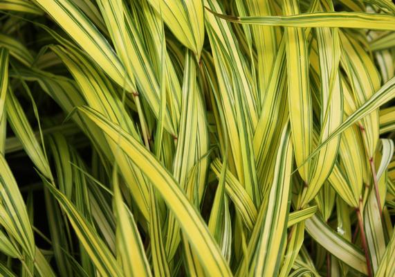 PPOY 2009- Hakonechloa macra 'Aureola'