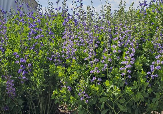 2010 PPOY- Baptisia australis