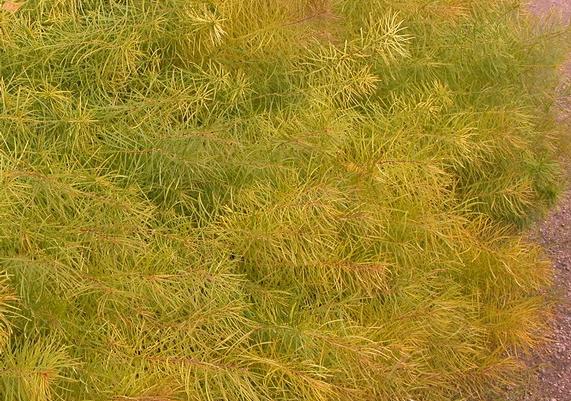 2011 PPOY- Amsonia hubrichtii