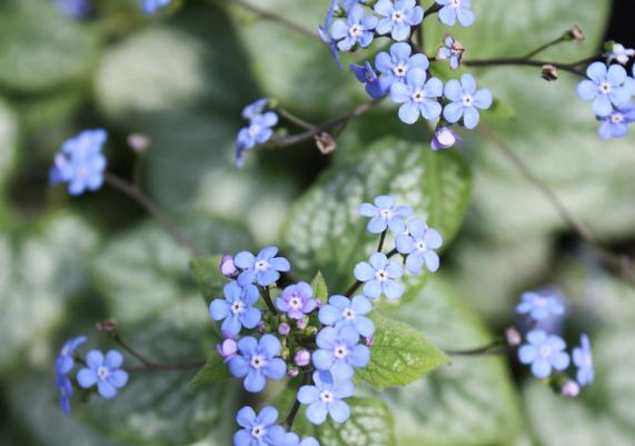 2012 PPOY- Brunnera macrophylla 'Jack Frost'