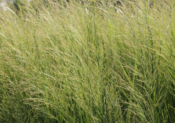 2014 PPOY- Panicum virgatum 'Northwind'
