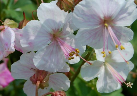 2015 PPOY- Geranium cantabrigiense 'Biokovo'