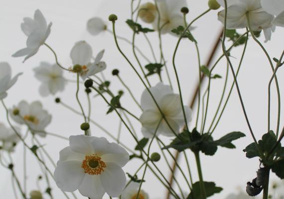 2016 PPOY- Anemone 'Honorine Jobert'