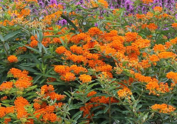 2017 PPOY- Asclepias tuberosa