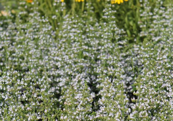 2021 PPOY- Calamintha nepeta var. nepeta