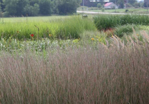 2022 PPOY- Schizachryium