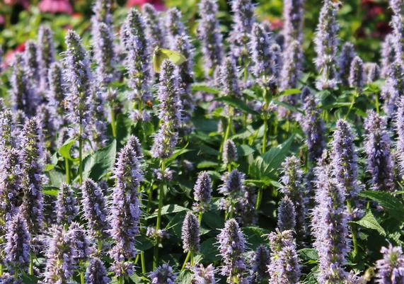 Agastache 'Blue Fortune'