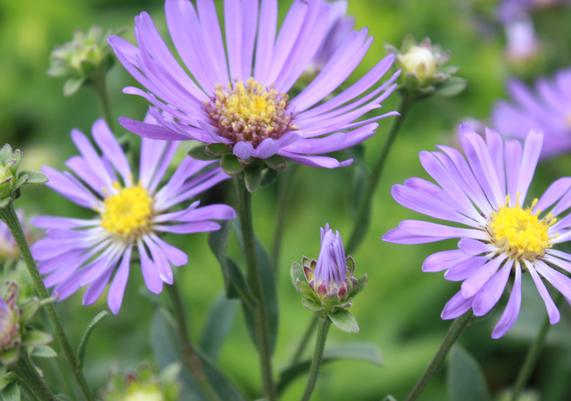 Aster