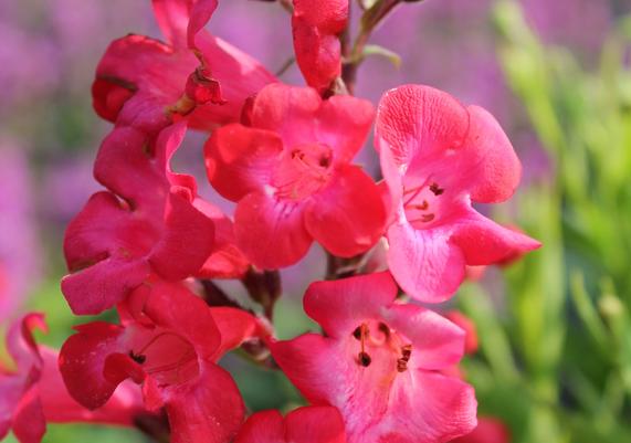 Penstemon