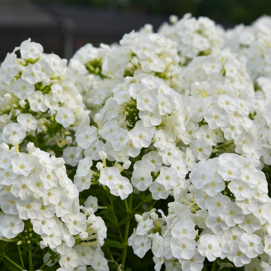 Phlox paniculata LUMINARY® 'Backlight' - Garden Phlox from Hoffie Nursery